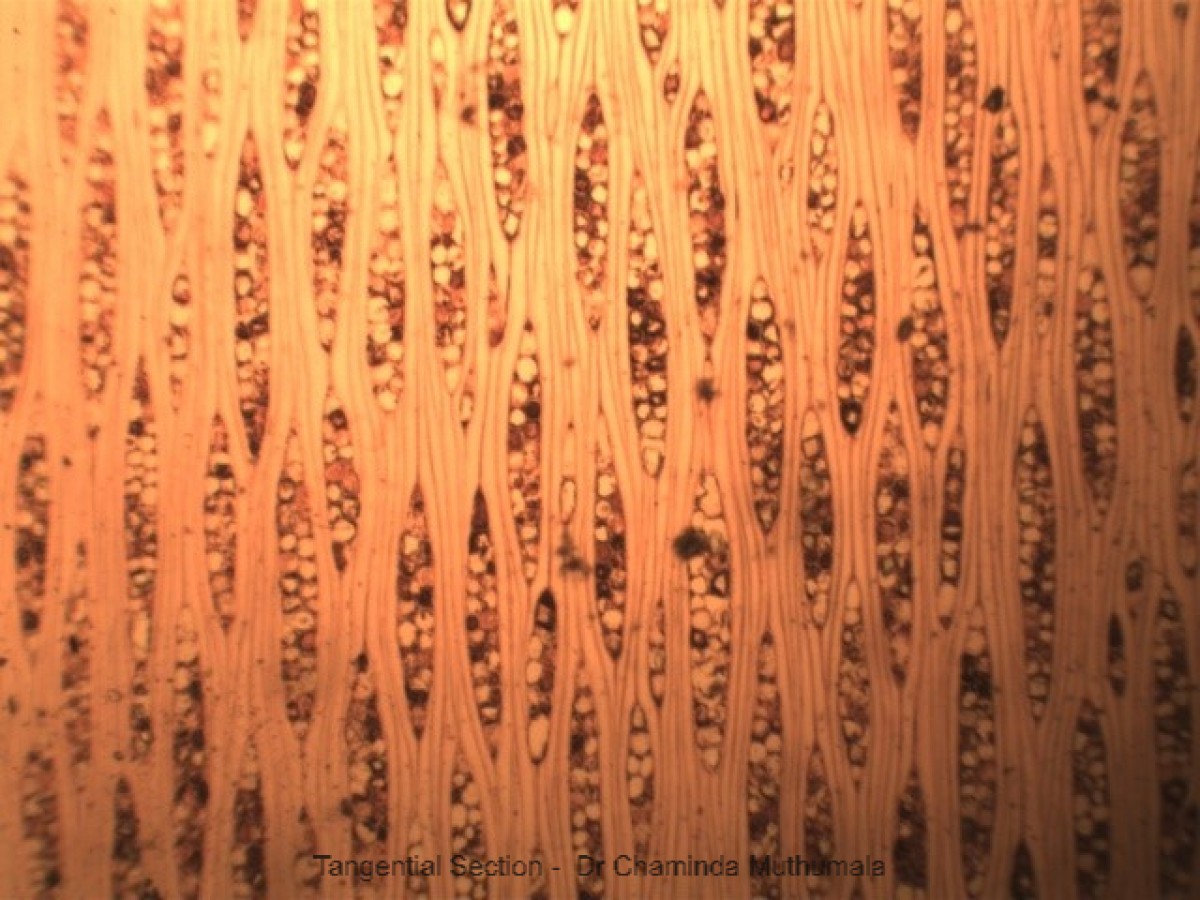 Mangifera indica L.